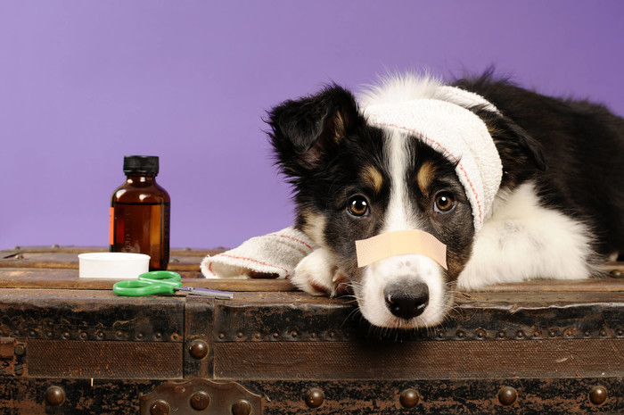 Pet insurance is a waste of money. Dog with Band-Aid.